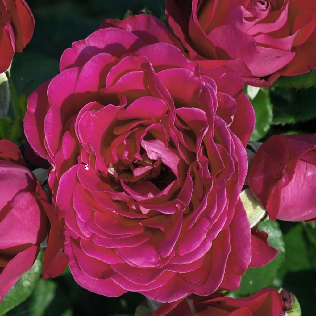 Rosal Dominica Intercomdoor (Rosal de pie alto)