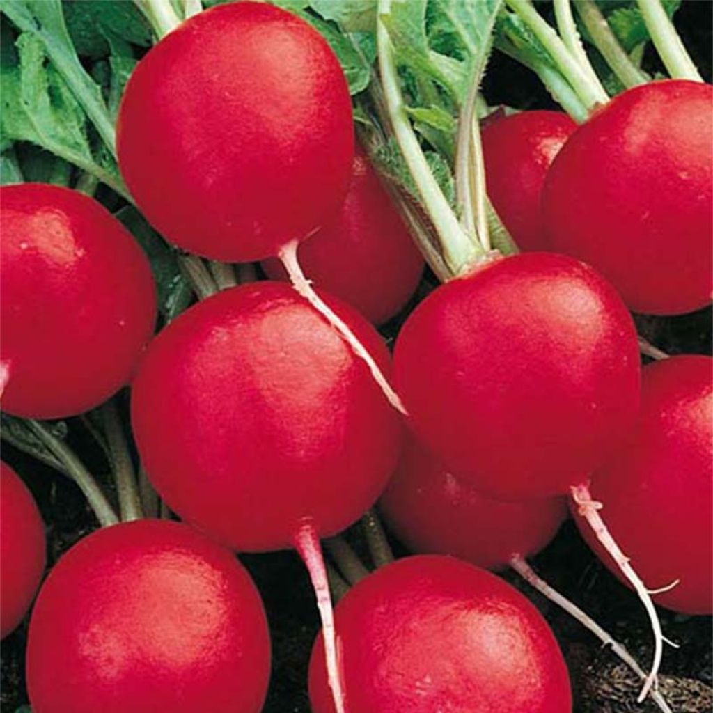 Rábano sativus Cerise