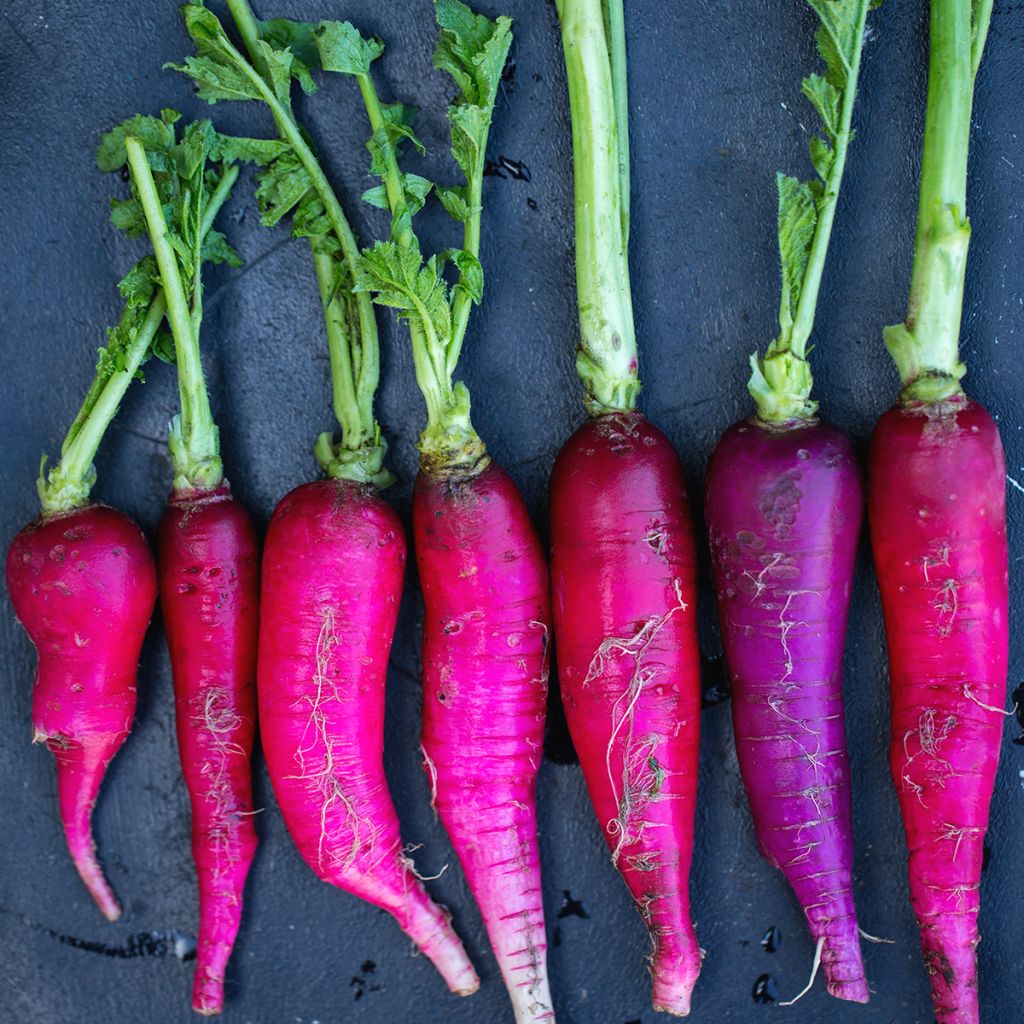 Rábano Violet de Gournay