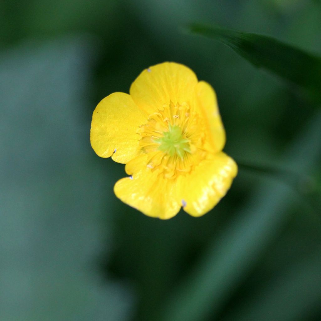 Ranunculus flammula - Hierba flámula