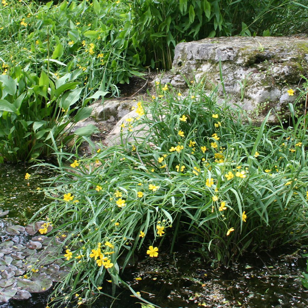 Ranunculus flammula - Hierba flámula