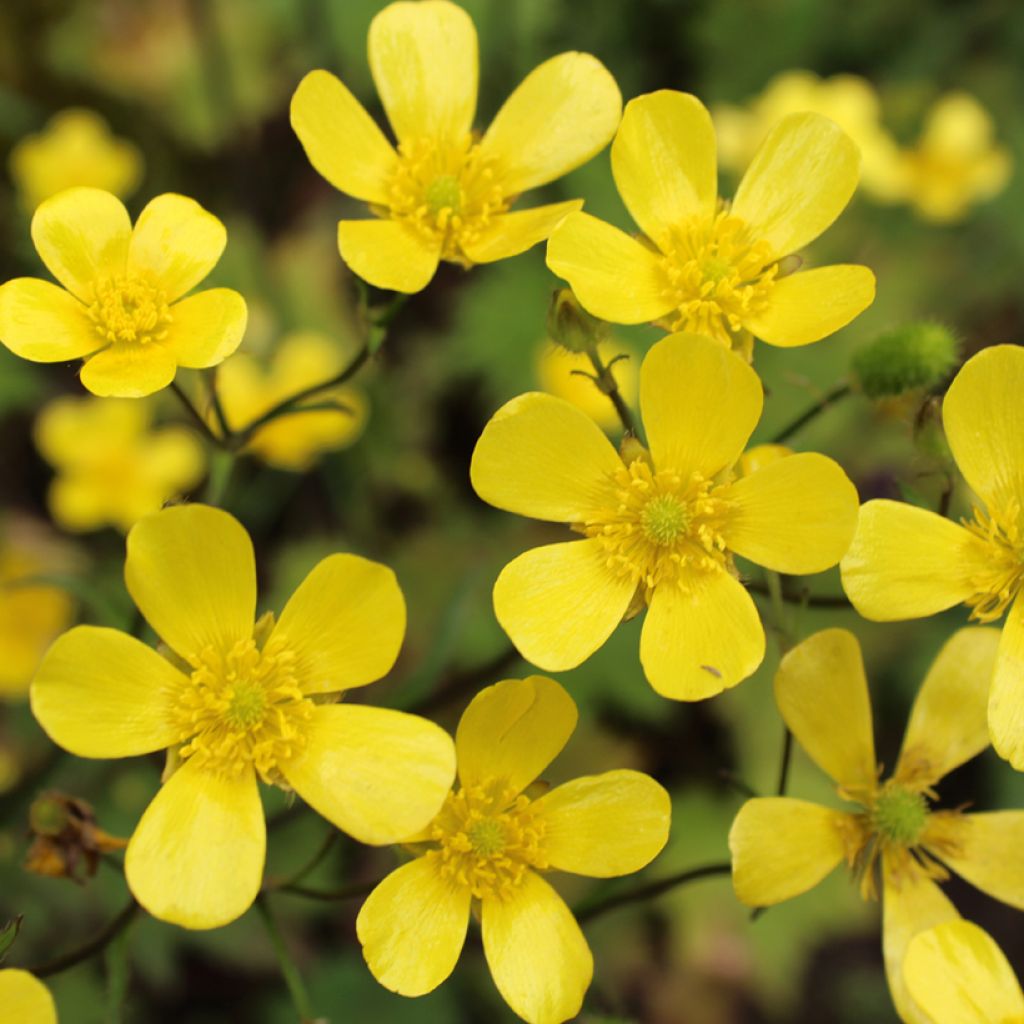 Ranunculus flammula - Hierba flámula