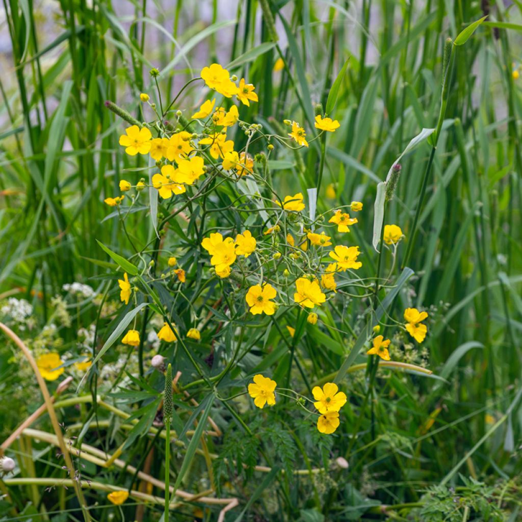 Ranunculus flammula - Hierba flámula
