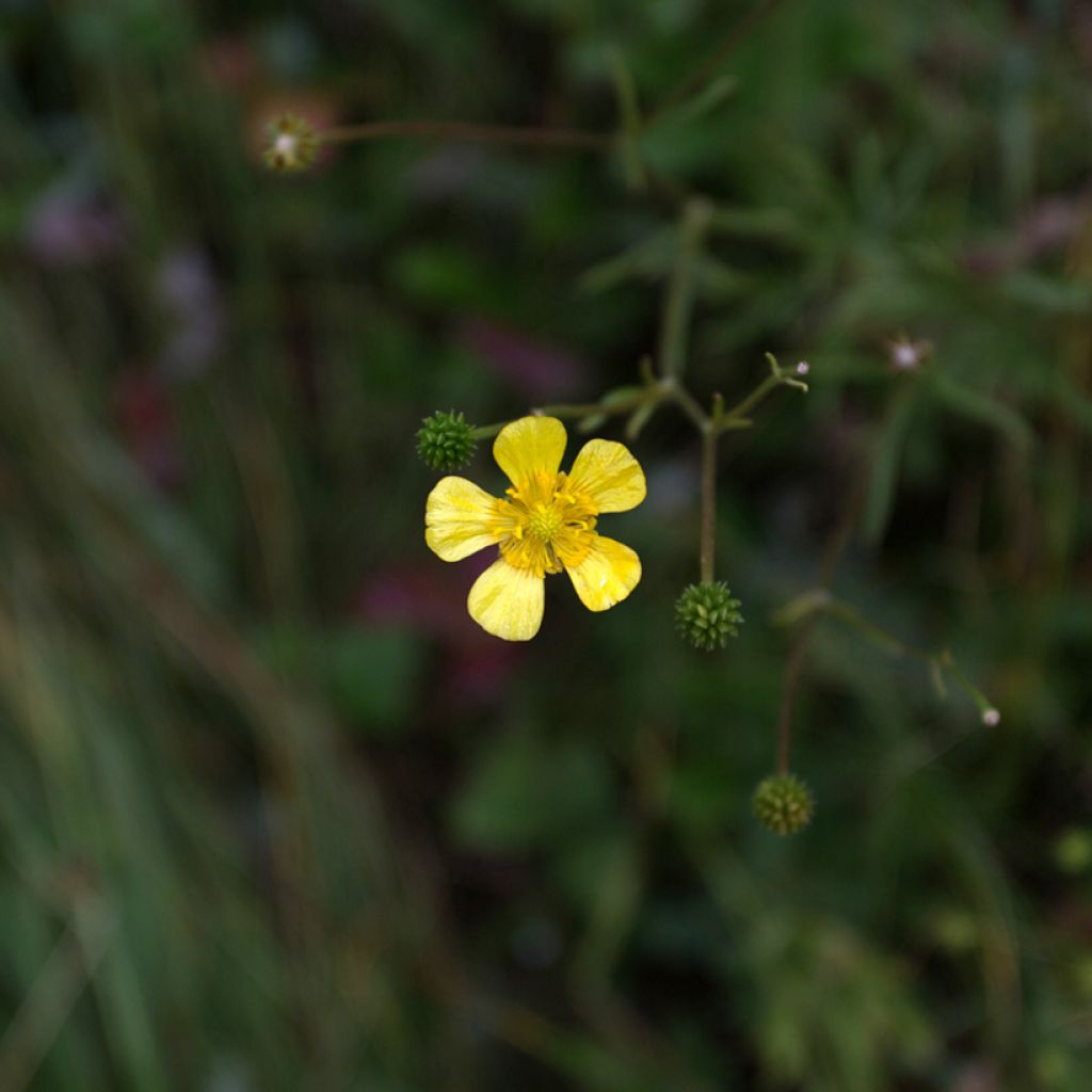 Ranunculus flammula - Hierba flámula