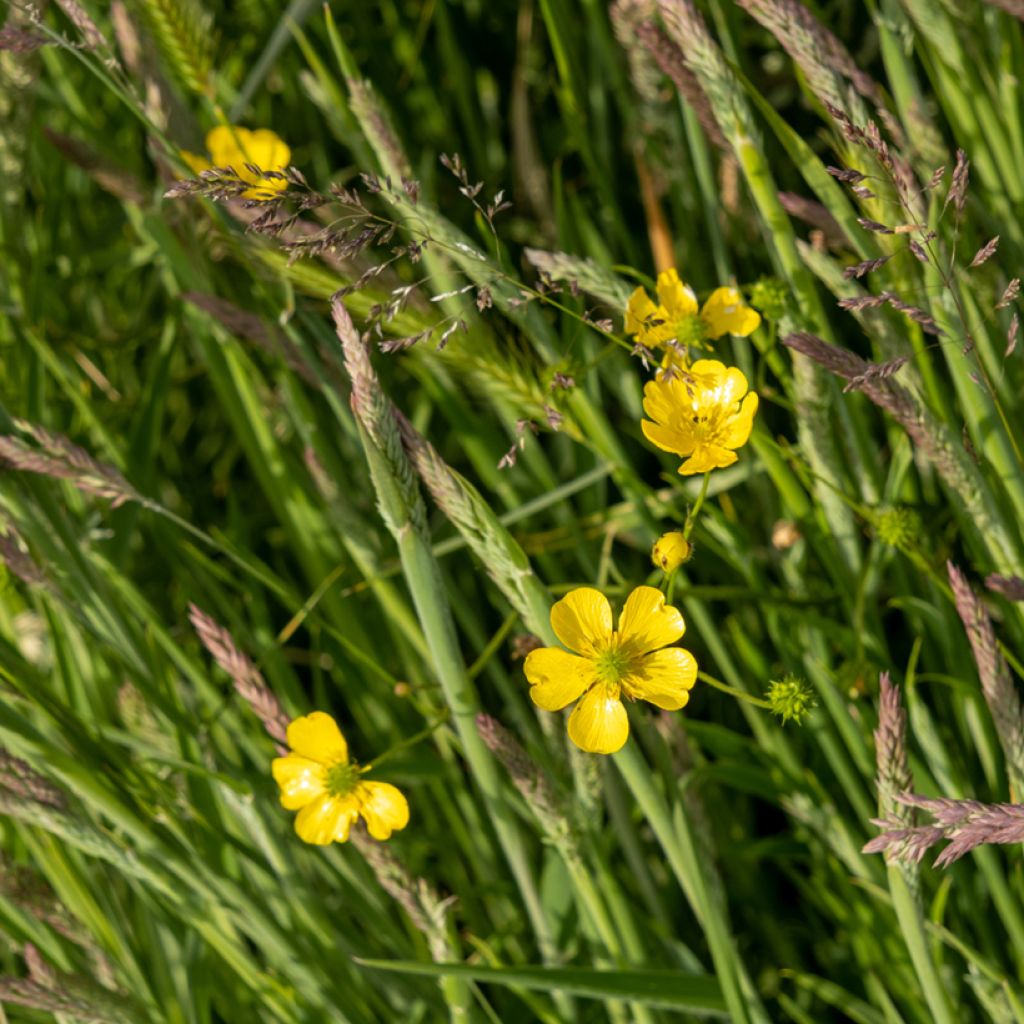 Ranunculus flammula - Hierba flámula