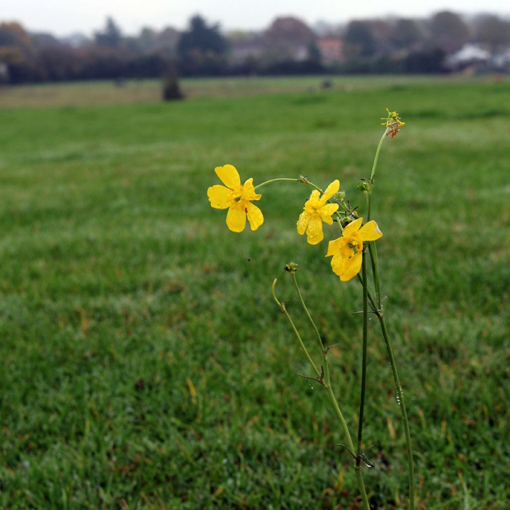 Ranunculus flammula - Hierba flámula