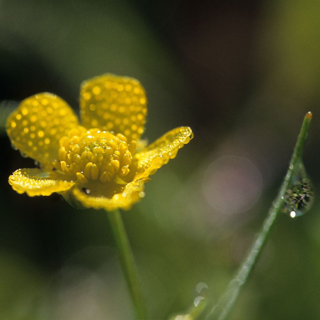 Ranunculus flammula - Hierba flámula