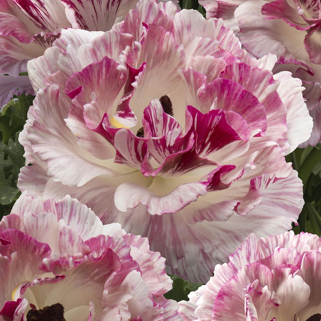 Ranúnculo Brushmark Cesar – Ranunculus asiaticus