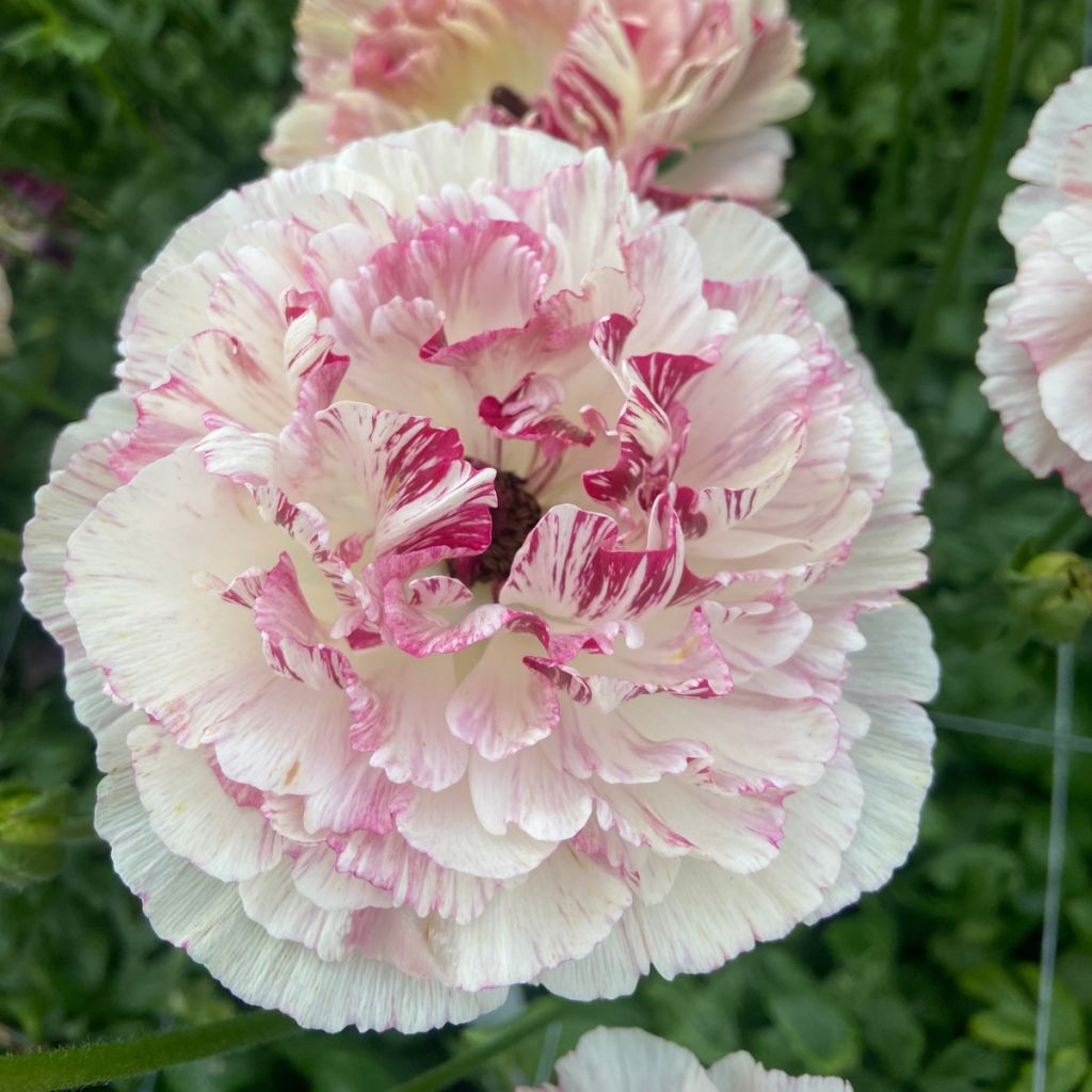 Ranúnculo Brushmark Cesar – Ranunculus asiaticus