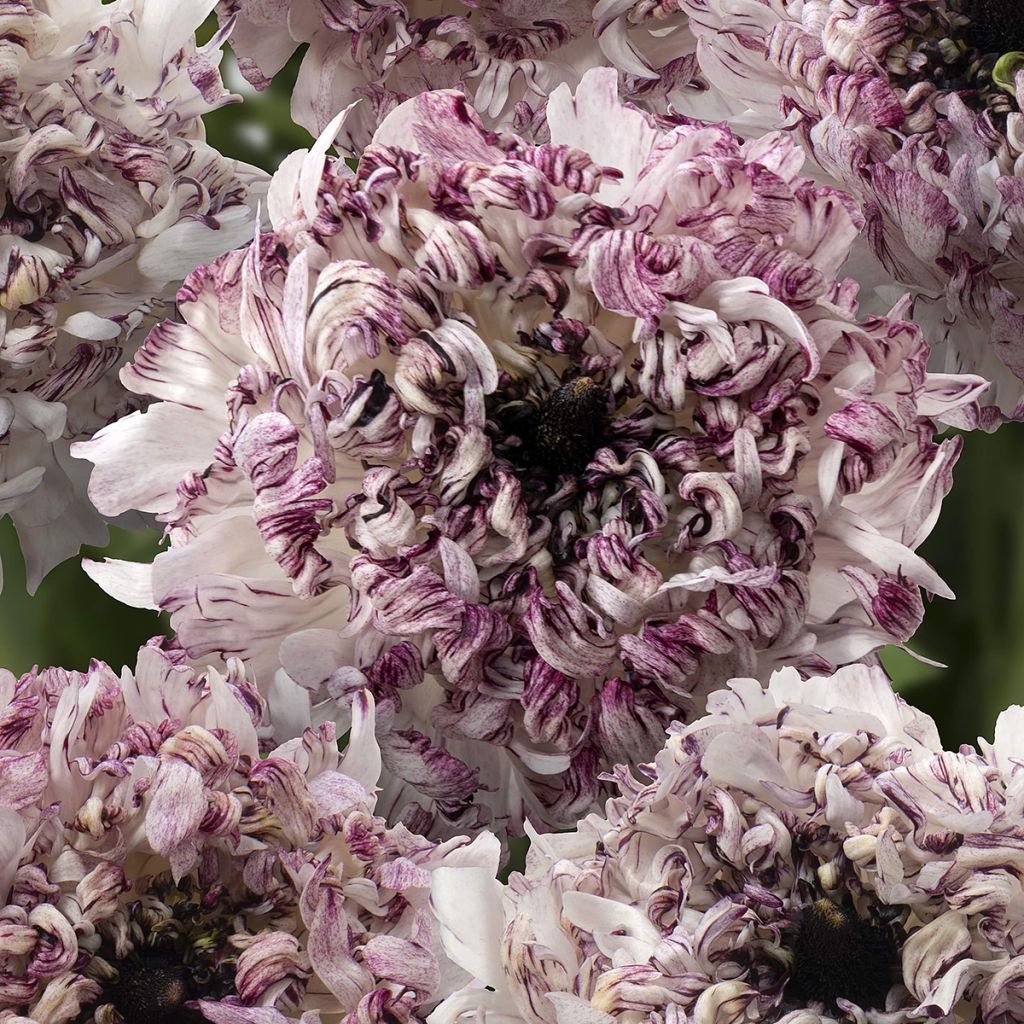 Ranúnculo Brushmark Seti – Ranunculus asiaticus