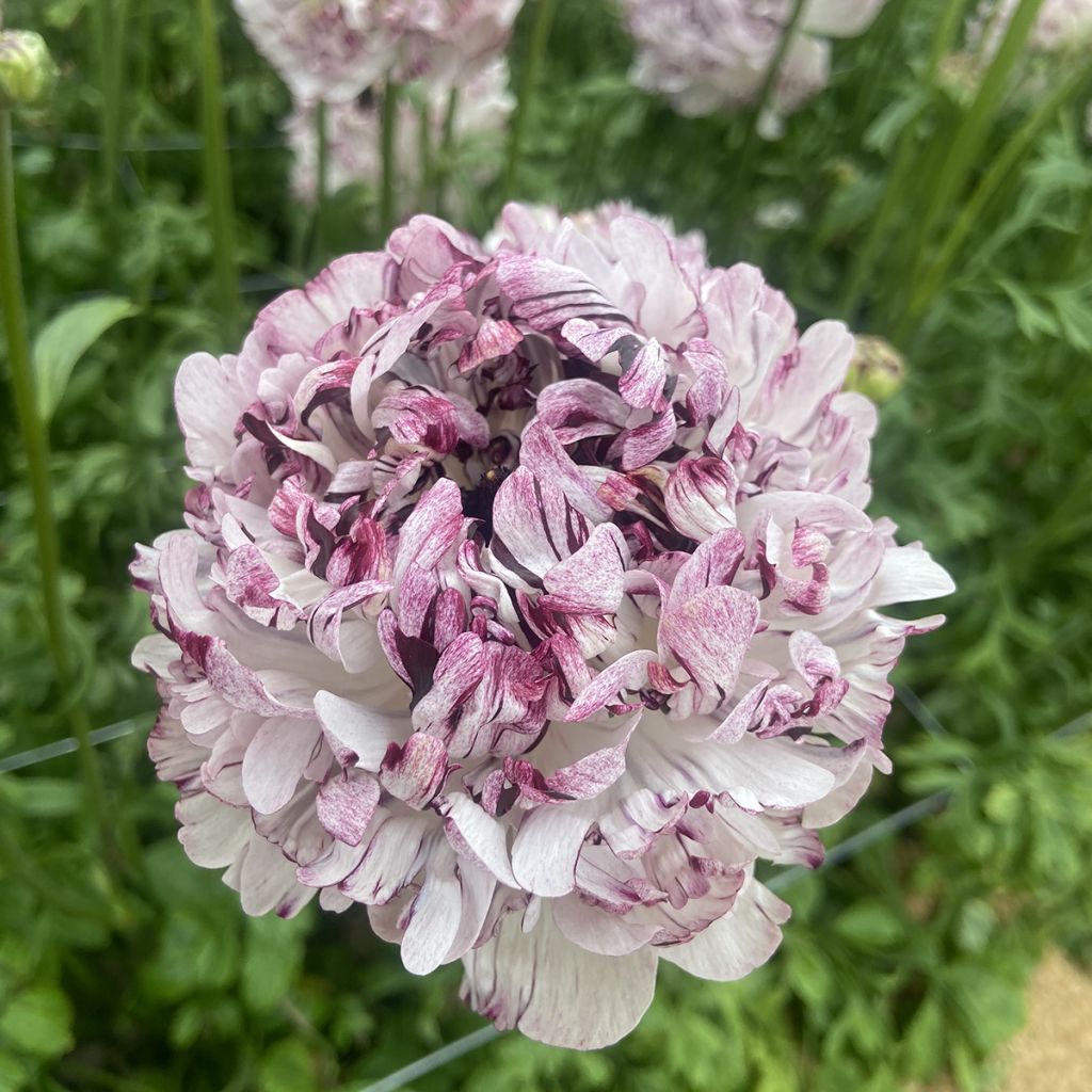 Ranúnculo Brushmark Seti – Ranunculus asiaticus