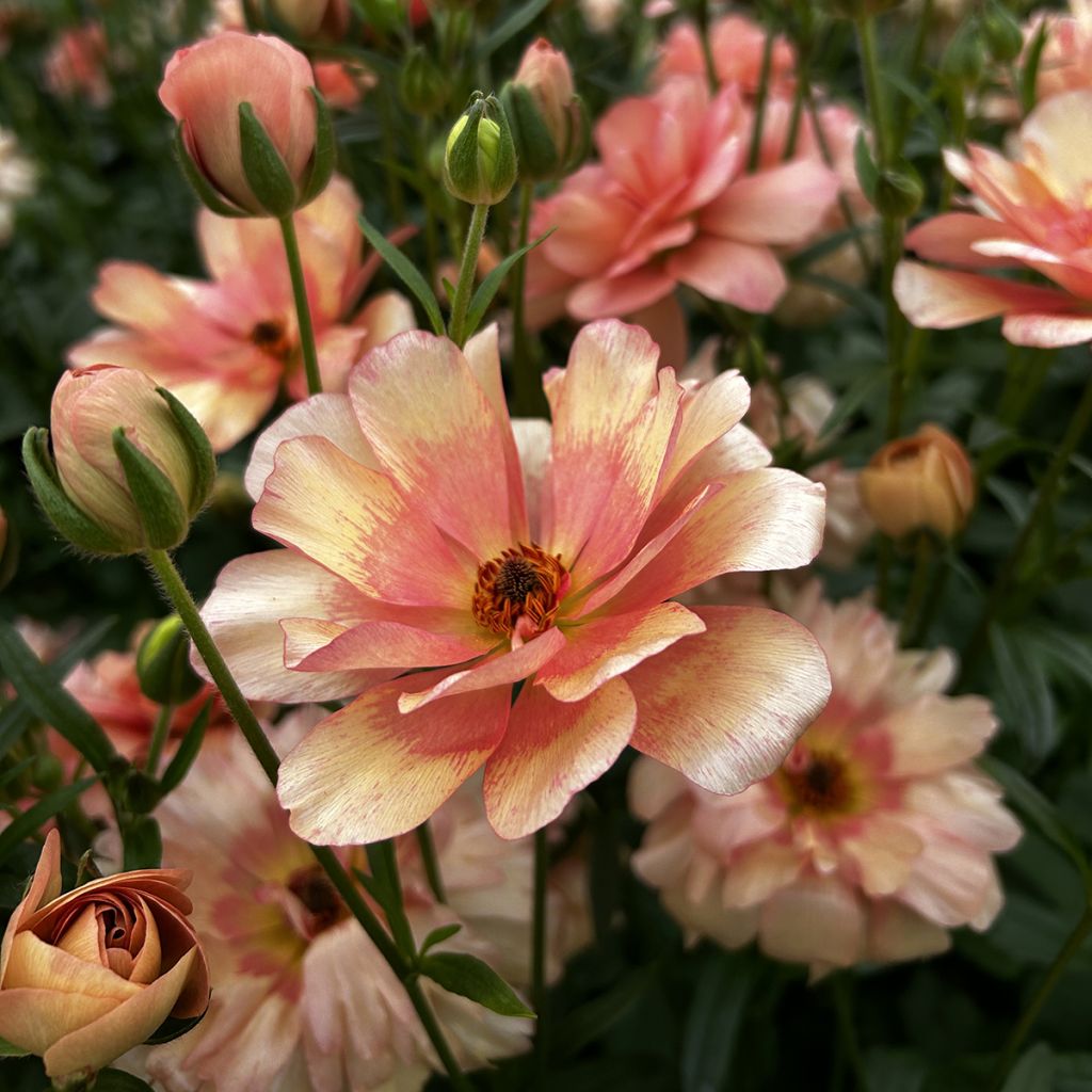 Ranúnculo Butterfly Eris – Ranunculus asiaticus