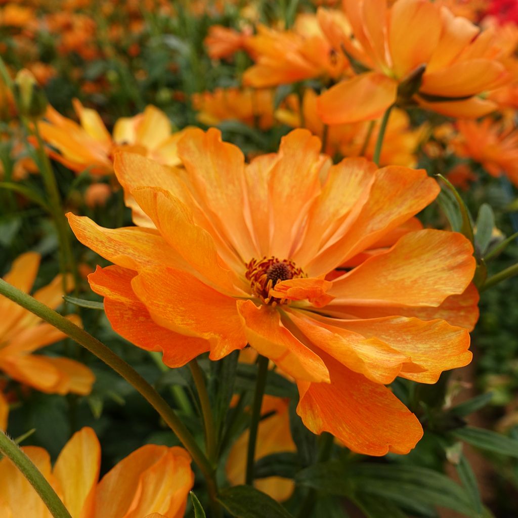 Ranúnculo Butterfly Galatea – Ranunculus asiaticus