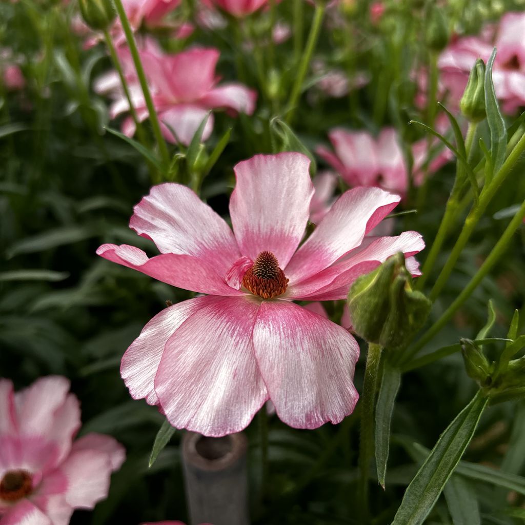 Ranúnculo Butterfly Lycia – Ranunculus asiaticus