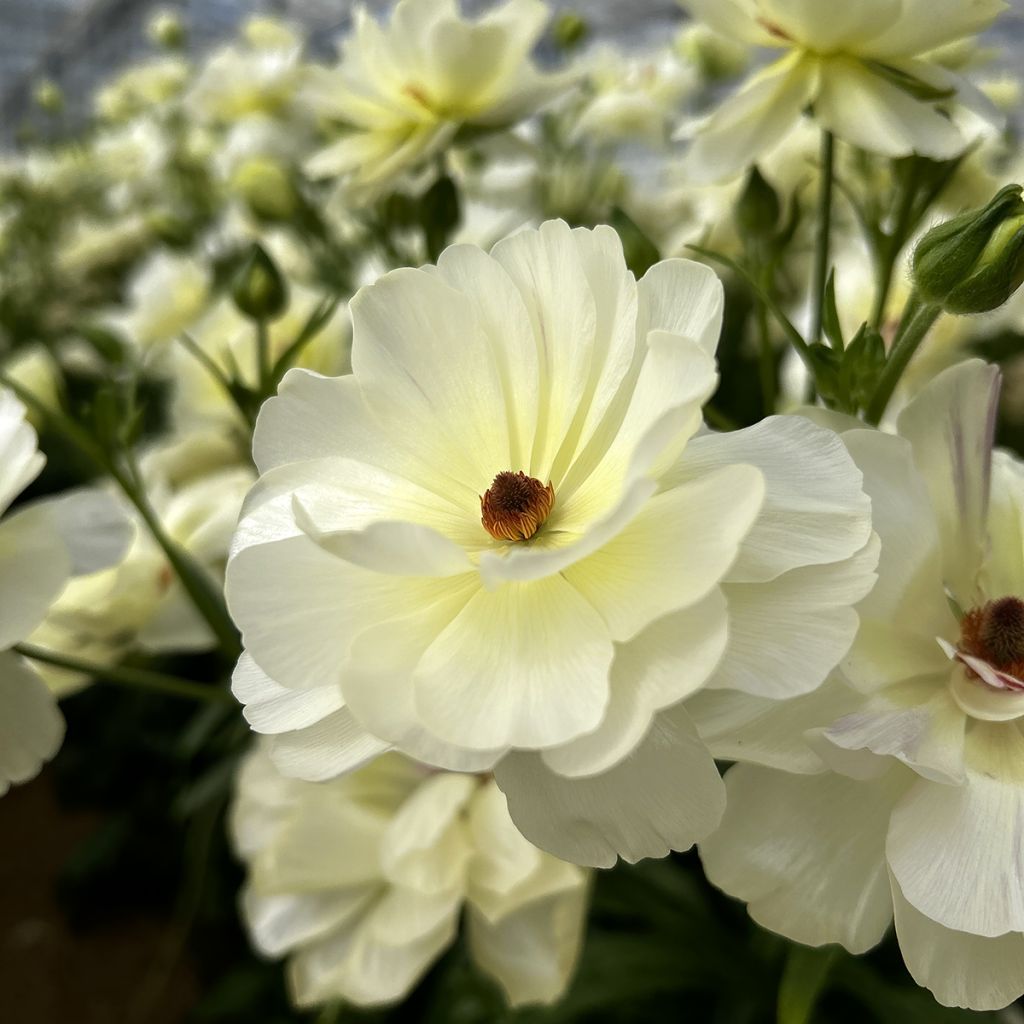 Ranúnculo Butterfly Ninos – Ranunculus asiaticus