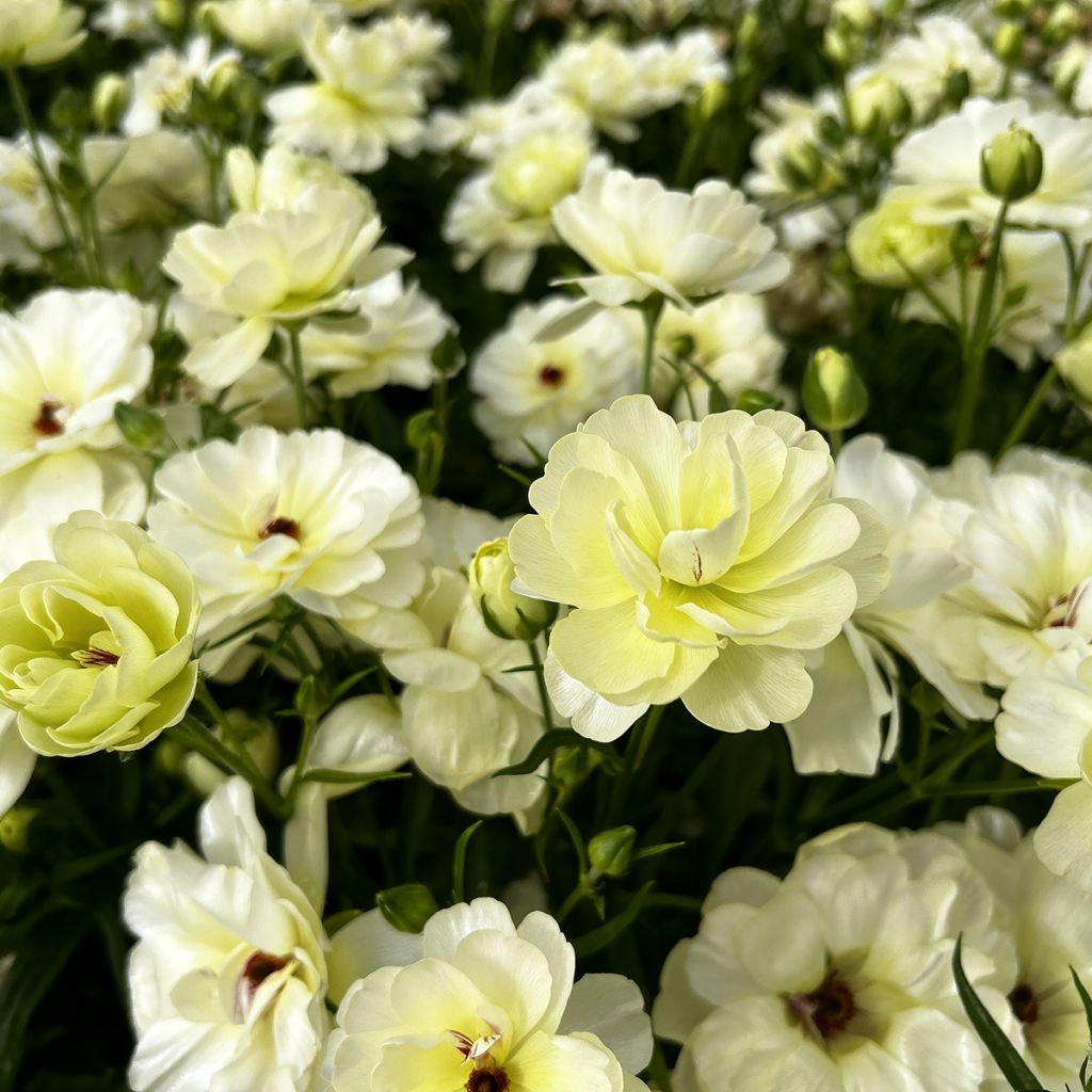 Ranúnculo Butterfly Ninos – Ranunculus asiaticus
