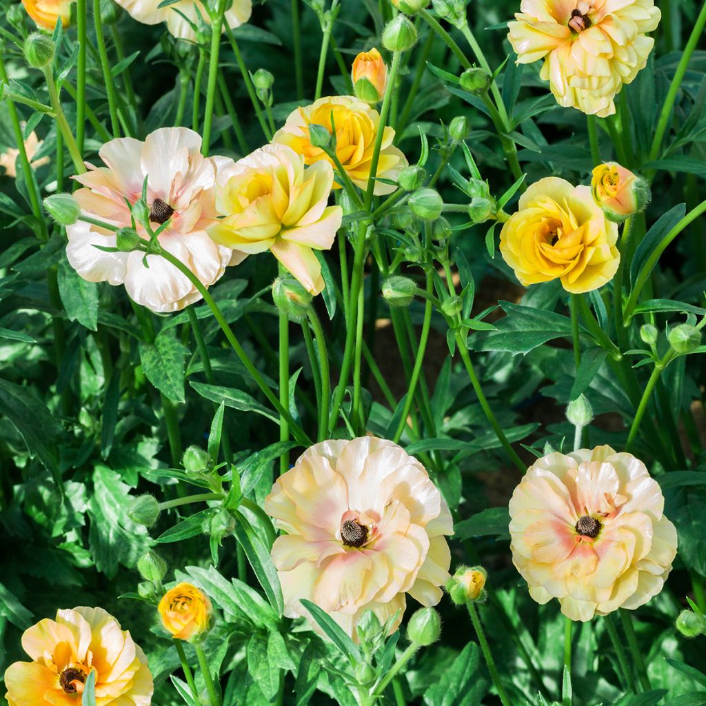 Ranúnculo Butterfly Vestalis – Ranunculus asiaticus