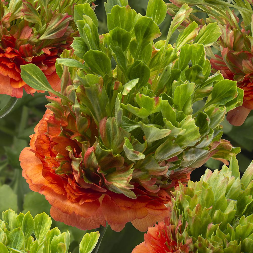 Ranúnculo Crown Nervion – Ranunculus asiaticus