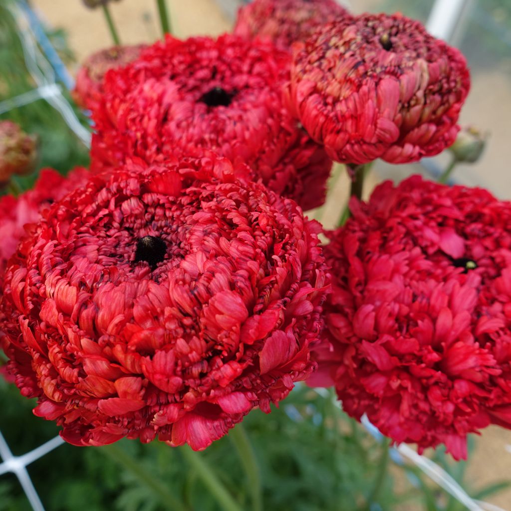 Ranúnculo Poodle Chaouen II – Ranunculus asiaticus