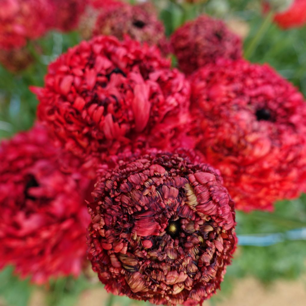 Ranúnculo Poodle Chaouen II – Ranunculus asiaticus