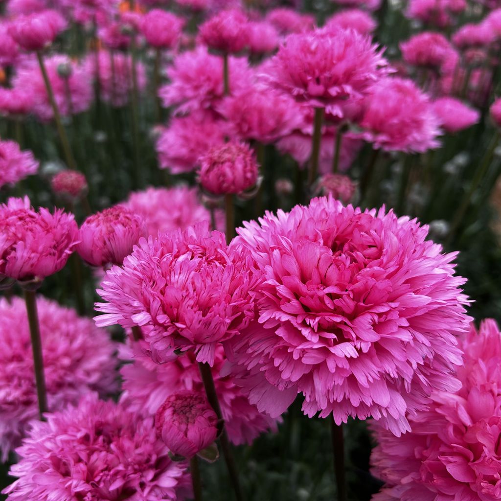 Ranúnculo Poodle Ramlia – Ranunculus asiaticus