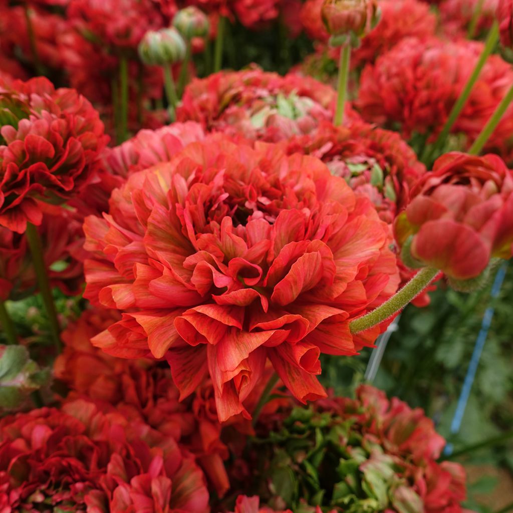 Ranúnculo Crown Bastille – Ranunculus asiaticus