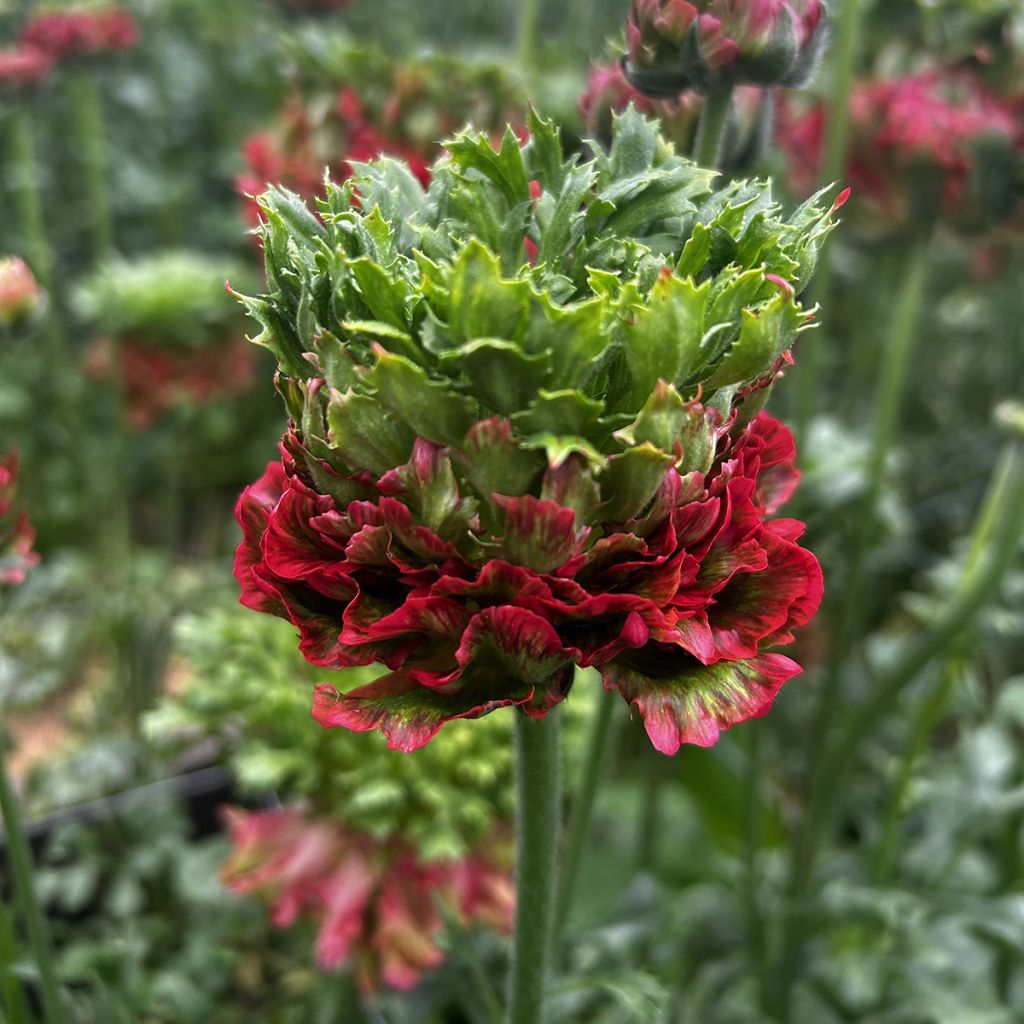 Ranúnculo Crown Bastille – Ranunculus asiaticus