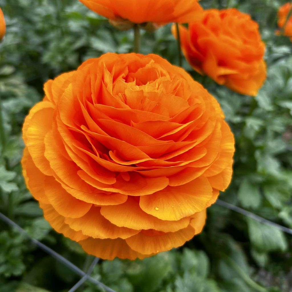 Ranúnculo Romance Digne – Ranunculus asiaticus
