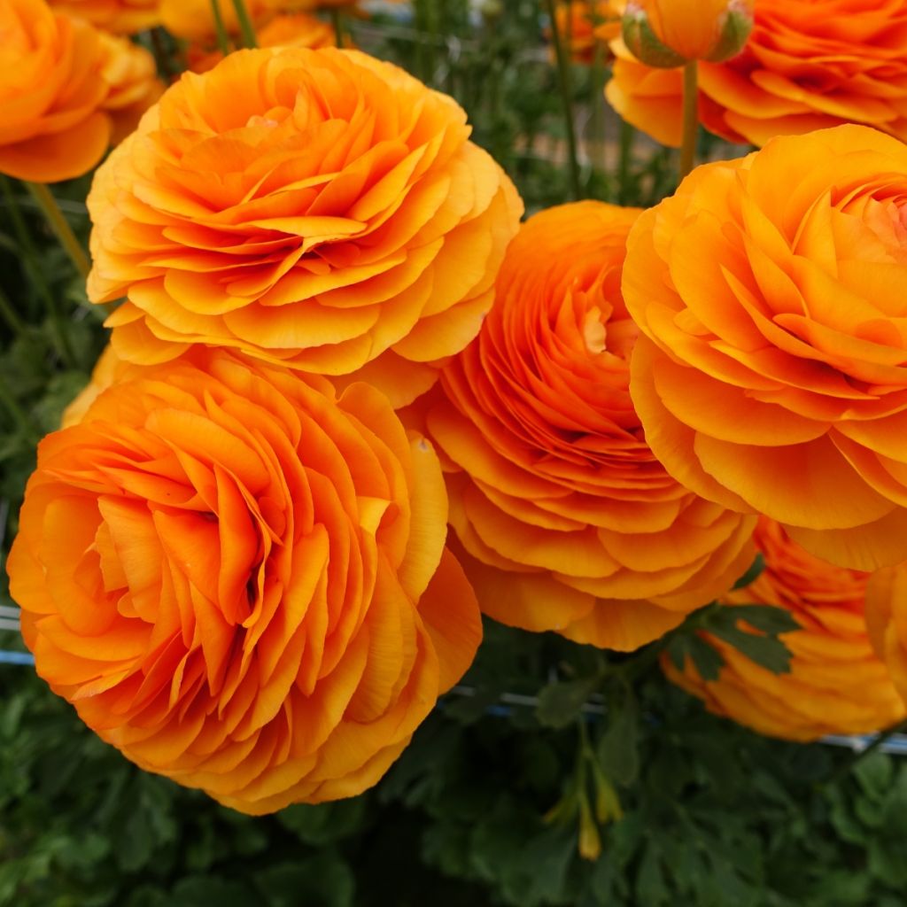 Ranúnculo Romance Digne – Ranunculus asiaticus