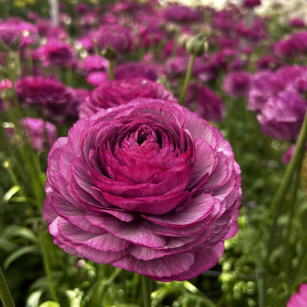 Ranúnculo Romance Loubeyres – Ranunculus asiaticus
