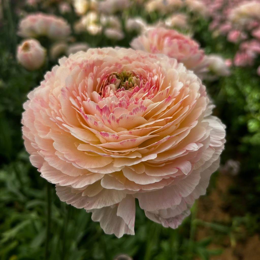 Ranúnculo Romance Maritime – Ranunculus asiaticus