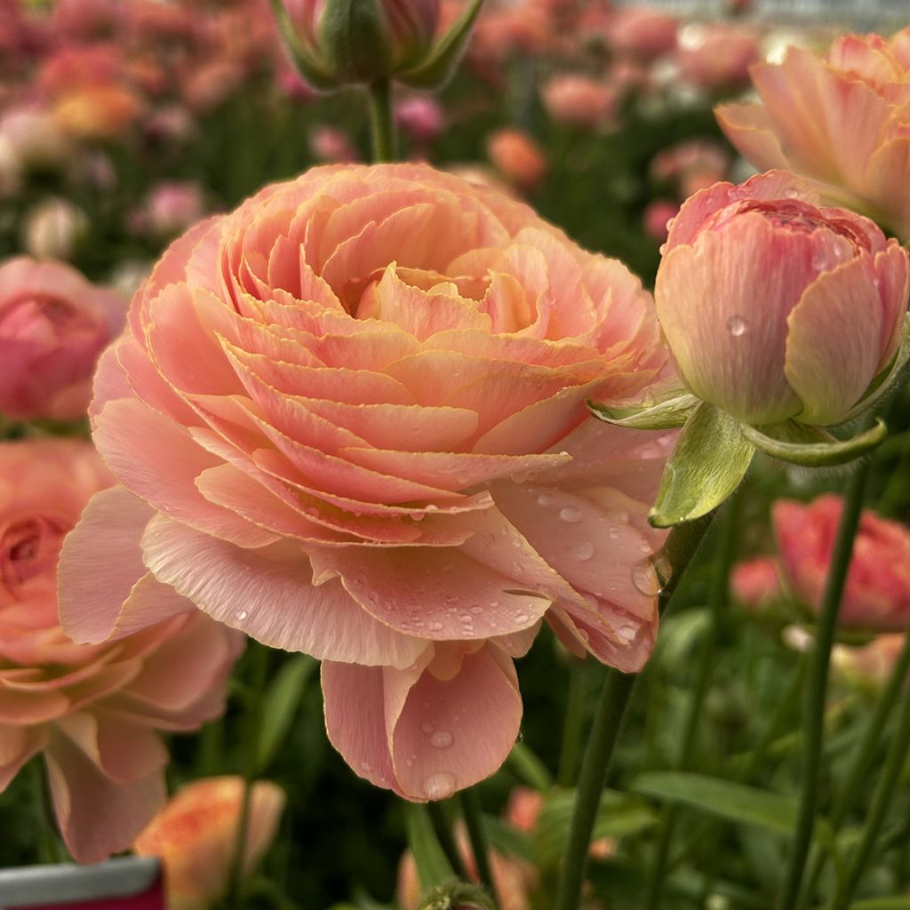 Ranúnculo Romance Nohant – Ranunculus asiaticus