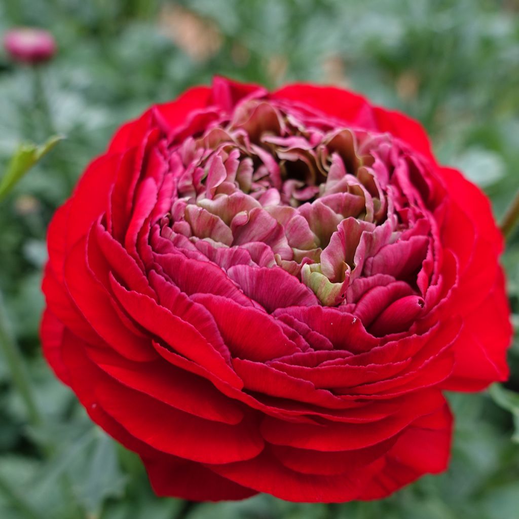 Ranúnculo Romance Odon – Ranunculus asiaticus