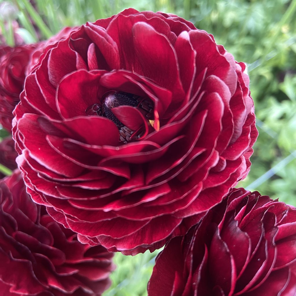 Ranúnculo Romance Perigord – Ranunculus asiaticus