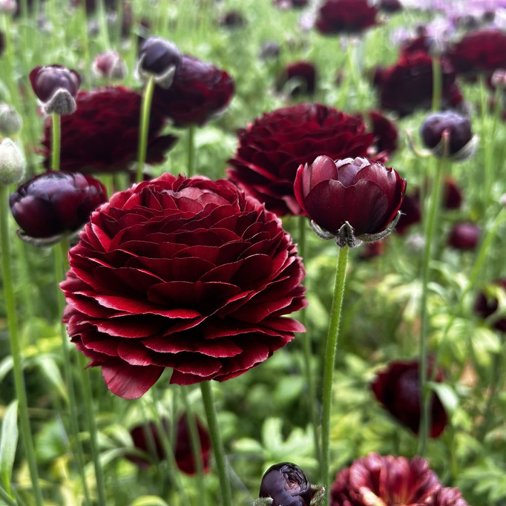 Ranúnculo Romance Perigord – Ranunculus asiaticus