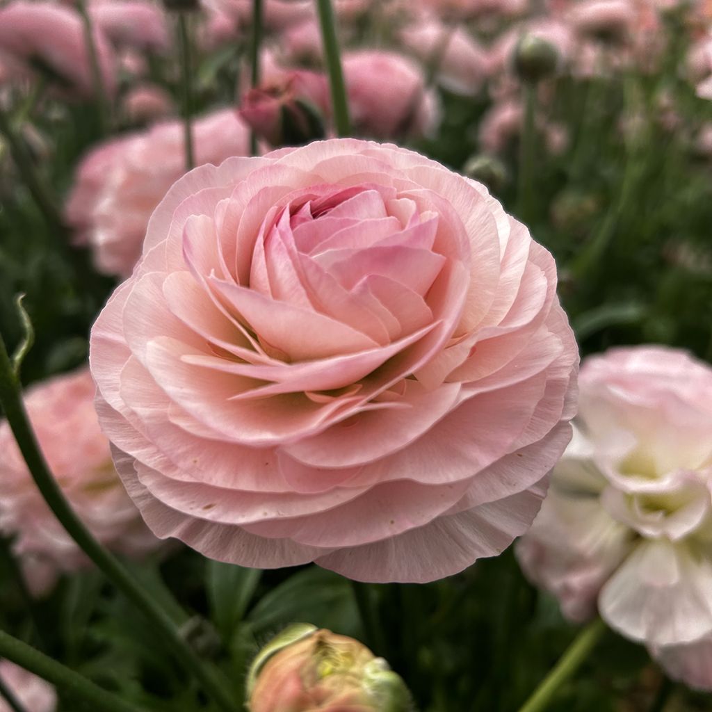 Ranúnculo Romance Seine – Ranunculus asiaticus