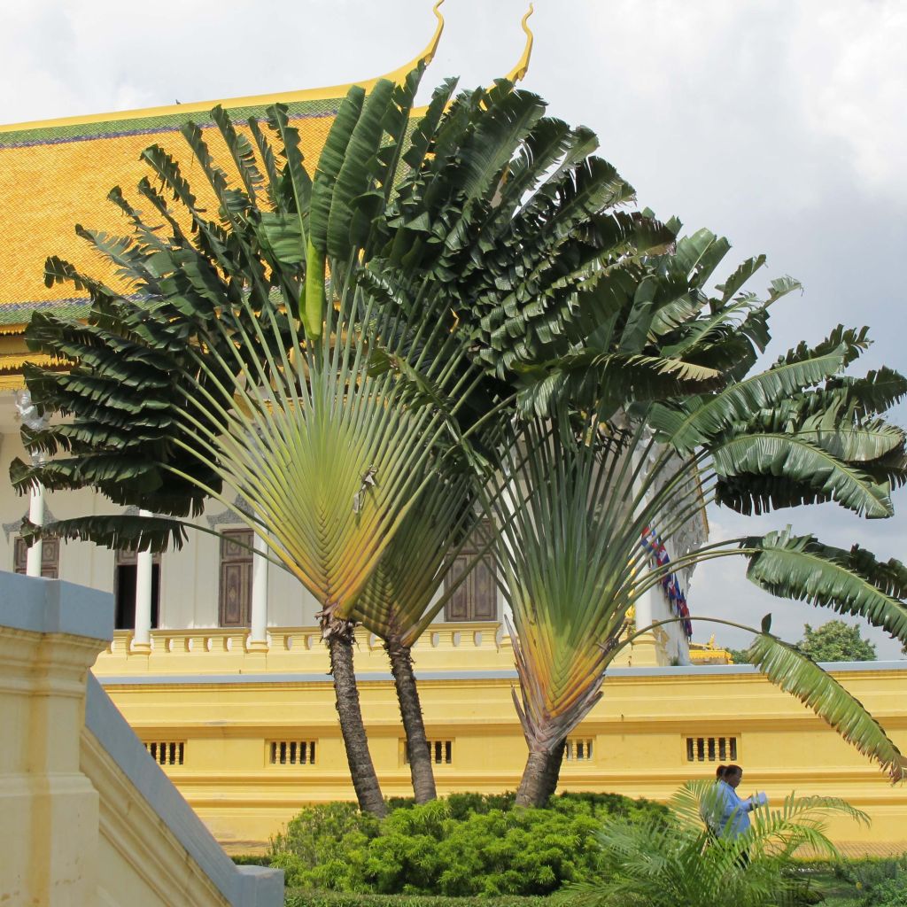 Ravenala madagascariensis - Palma del viajero