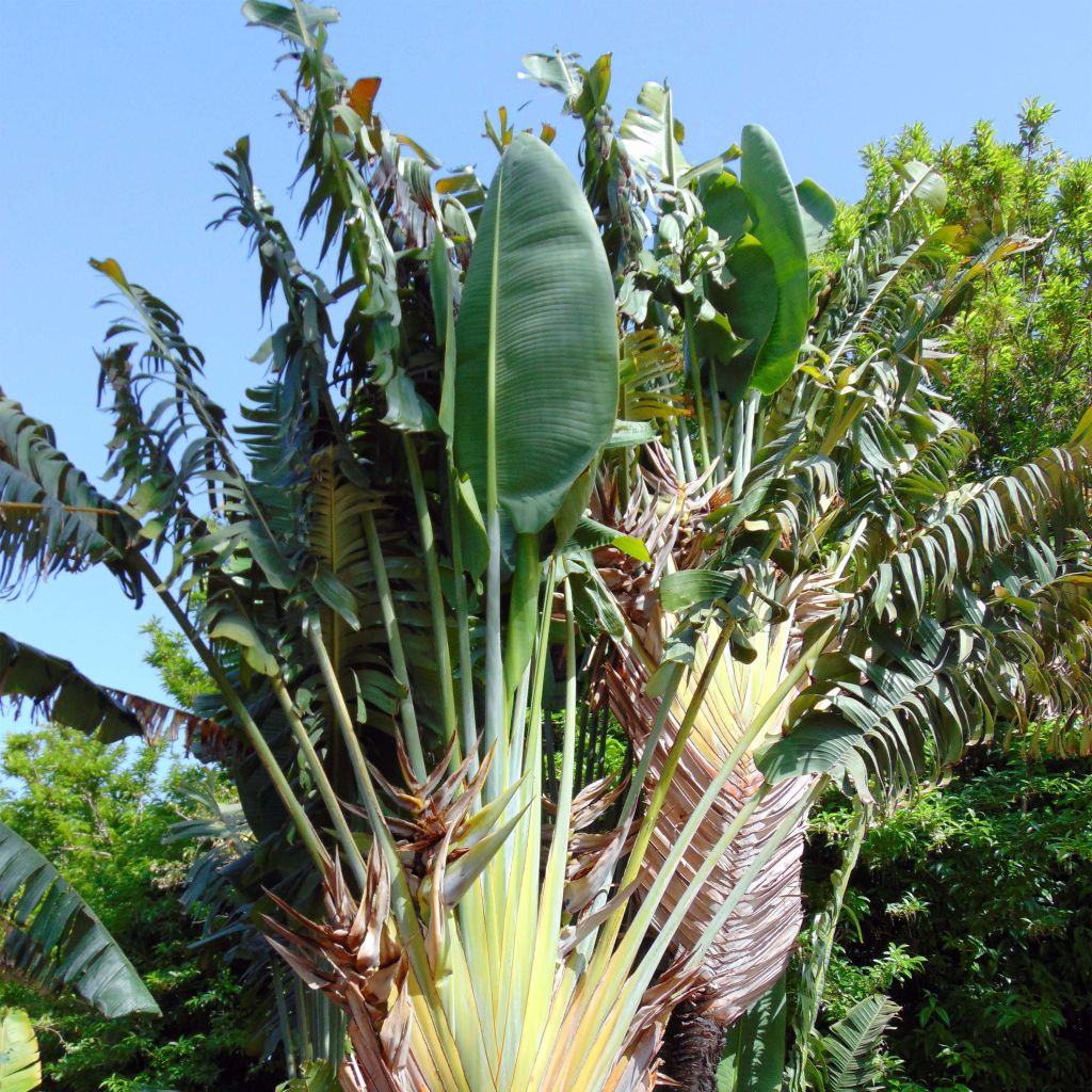 Ravenala madagascariensis - Palma del viajero