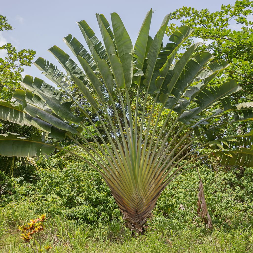 Ravenala madagascariensis (semillas) - Palma del viajero