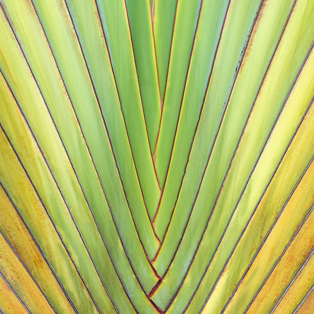 Ravenala madagascariensis (semillas) - Palma del viajero