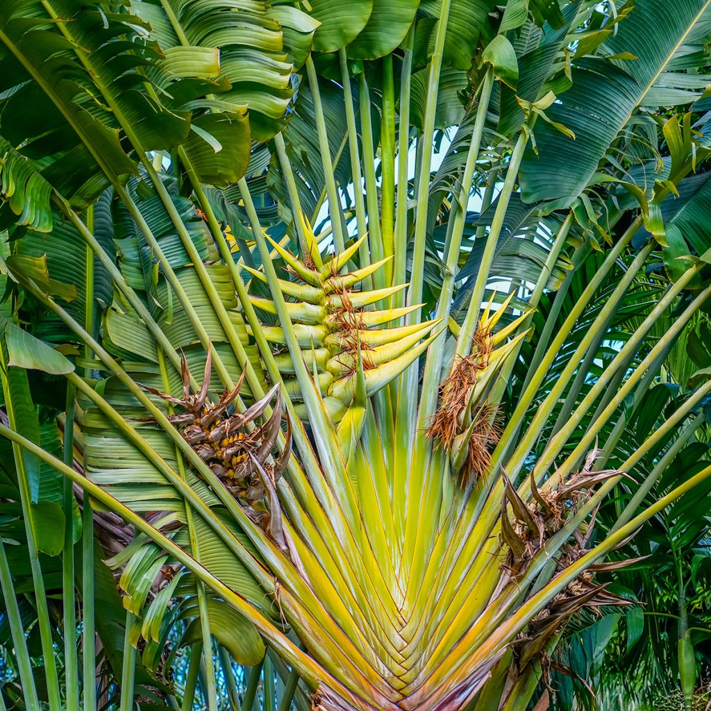Ravenala madagascariensis (semillas) - Palma del viajero