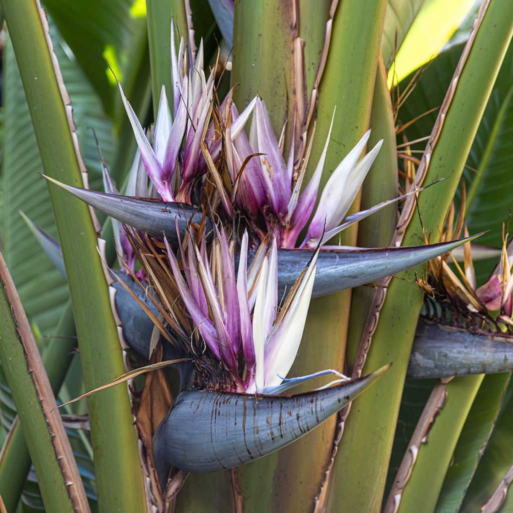 Ravenala madagascariensis (semillas) - Palma del viajero