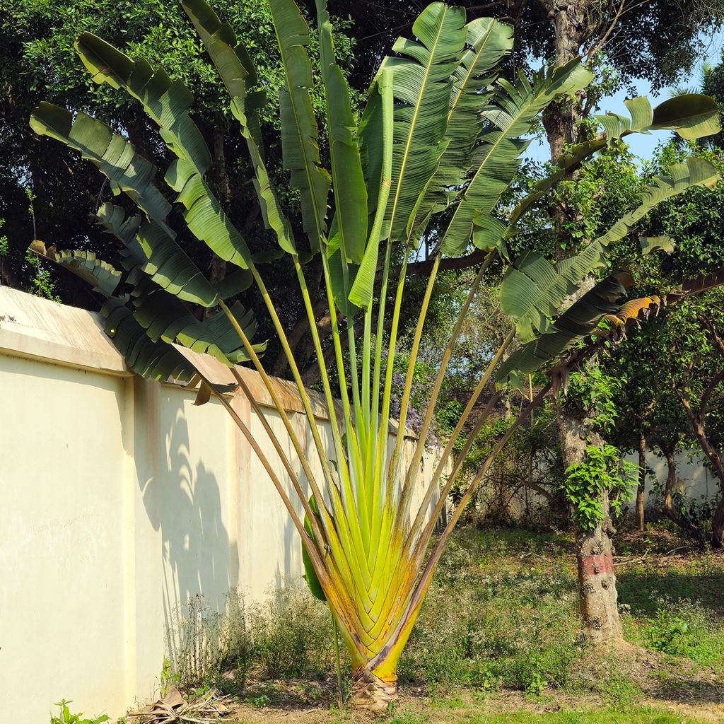 Ravenala madagascariensis (semillas) - Palma del viajero