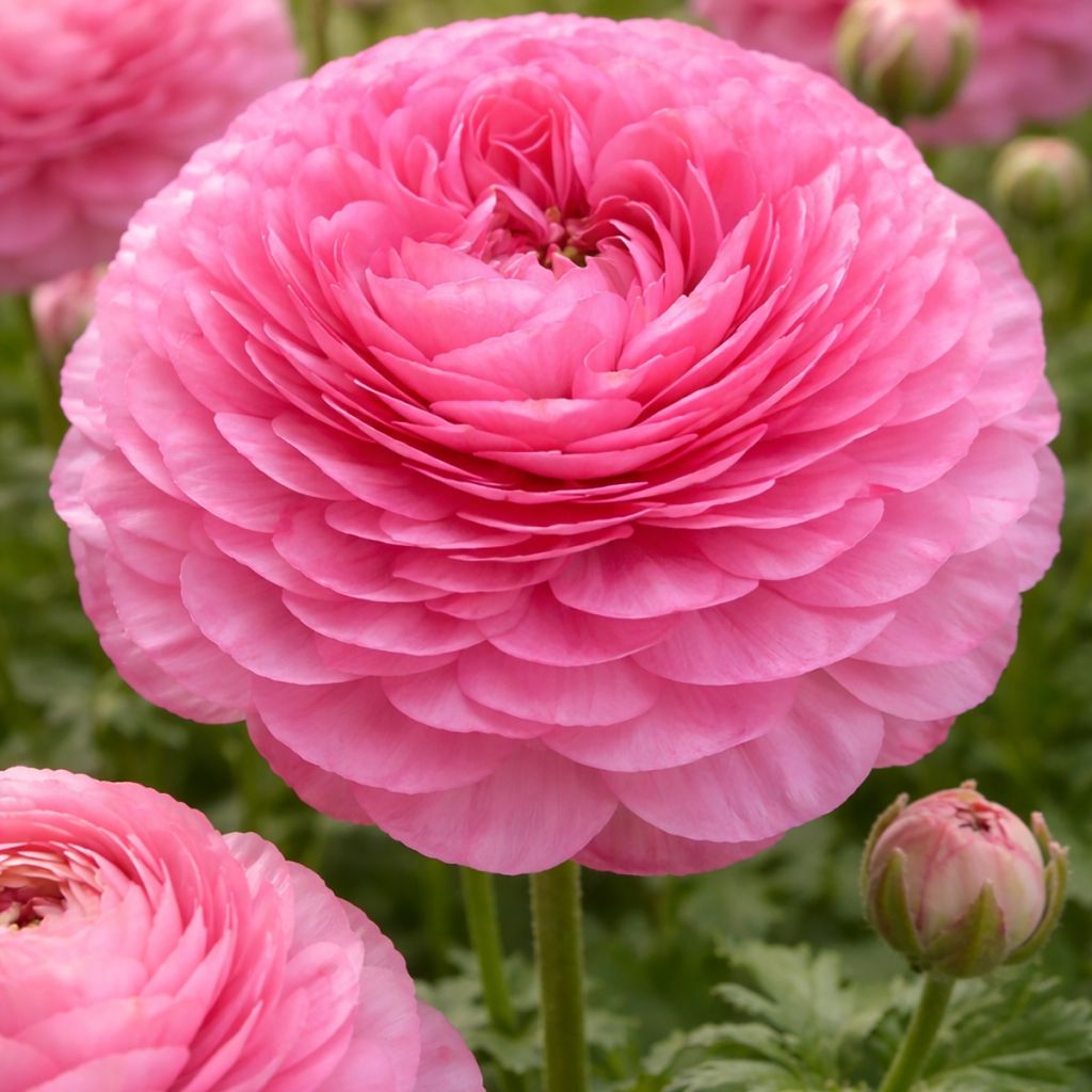 Ranúnculo Supreme Pink – Ranunculus asiaticus