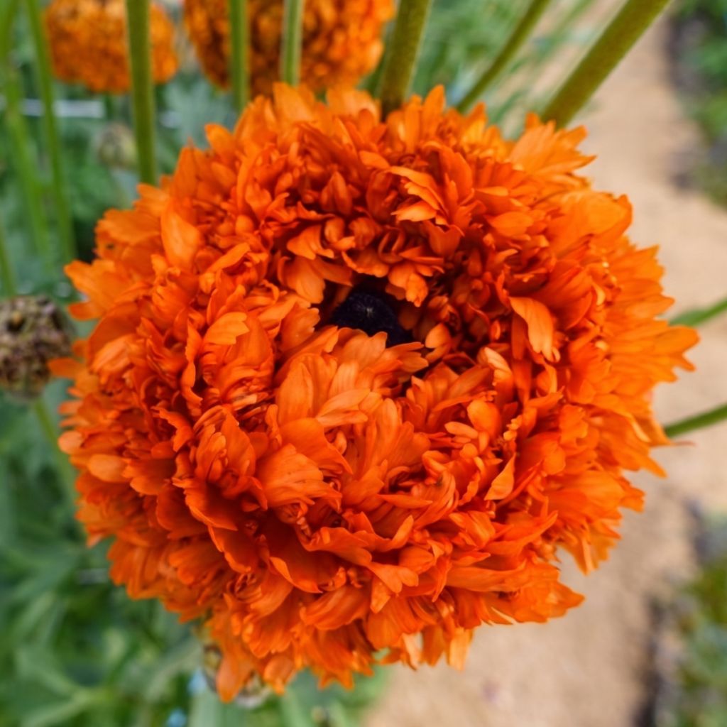 Ranúnculo Poodle Mudassar – Ranunculus asiaticus