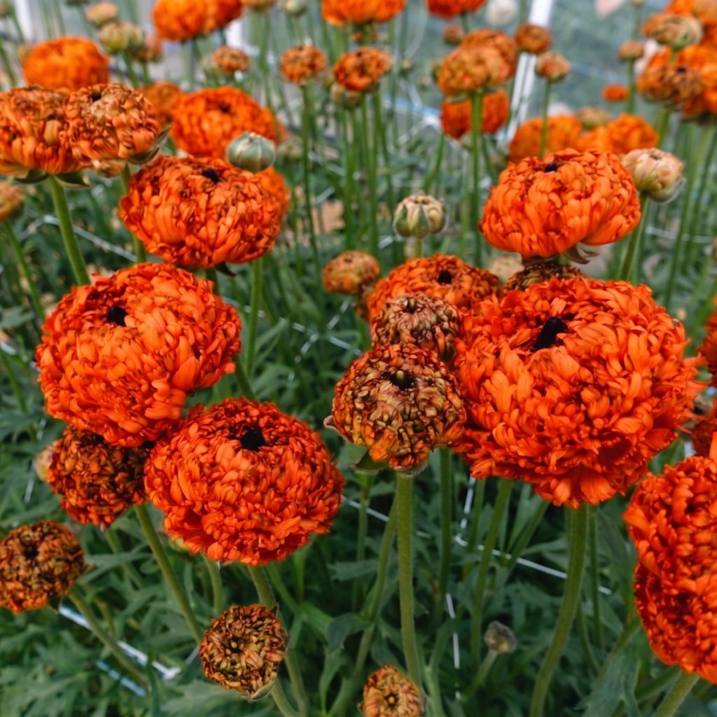 Ranúnculo Poodle Mudassar – Ranunculus asiaticus