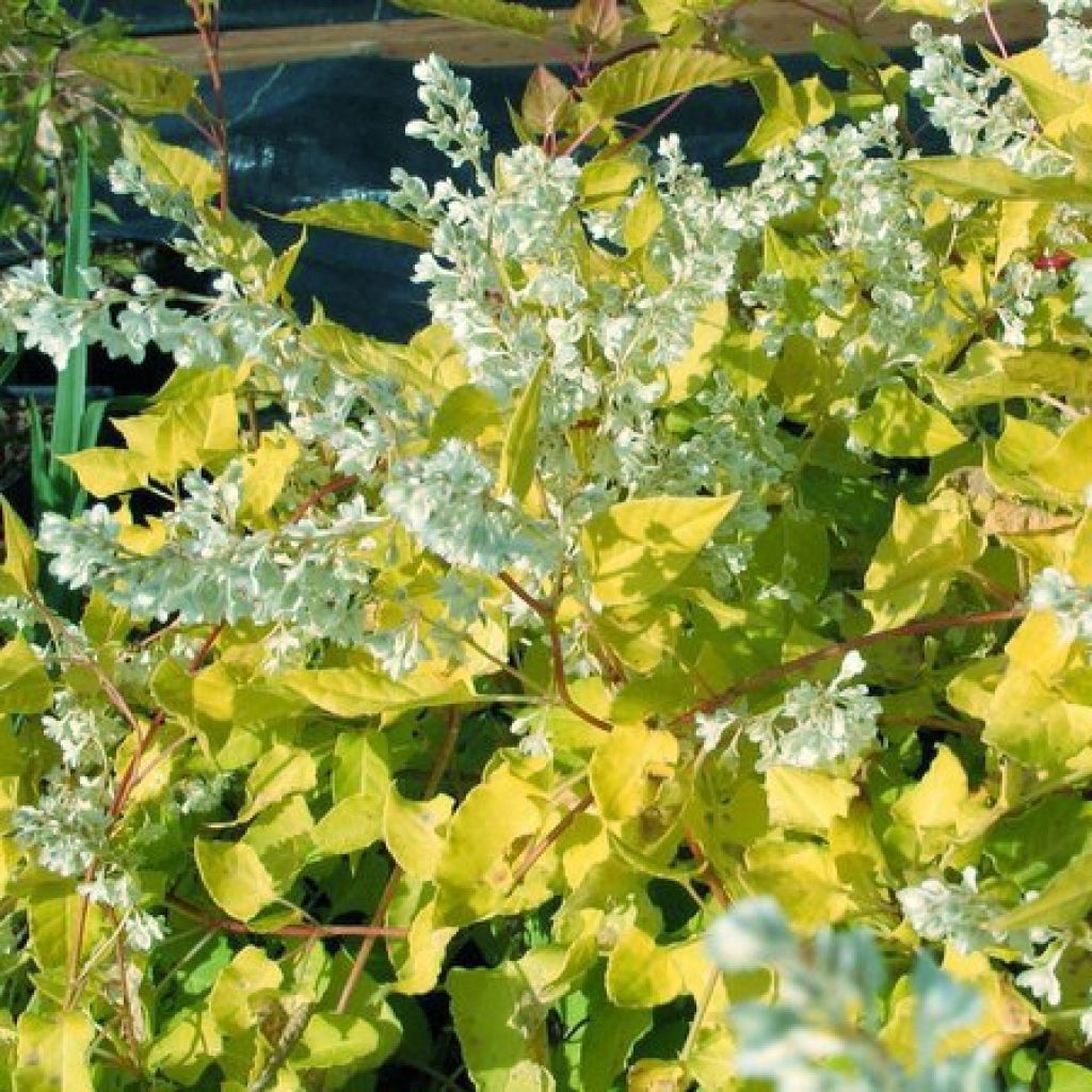 Renouée grimpante - Fallopia aubertii Summer Sunshine