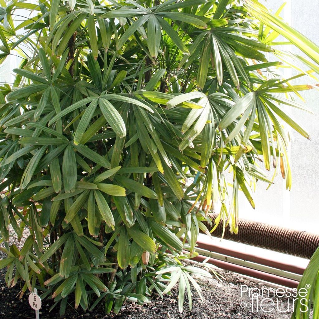 Rhapis excelsa - Rapis