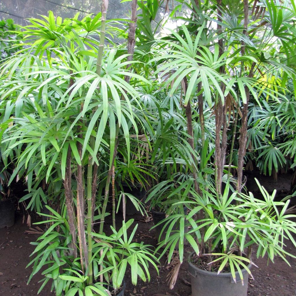 Rhapis excelsa - Rapis