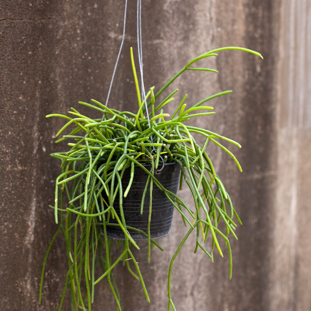 Rhipsalis baccifera - Cactus-jonc fructifère